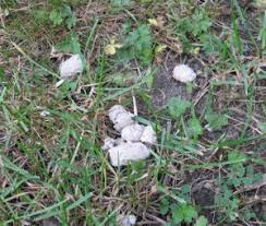 Les Crottes Et Leurs Couleurs Raw Feeding Prey Model Nourrir Son Animal Sainement Bonjour, je sais pas si kelkun peux maider mais jai été 2 jours a avoir des selles liquides et a avoir déshydrater !! les crottes et leurs couleurs raw