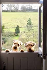 Find local i or airedale terrier in dogs and puppies in the uk and ireland. Home Airedalerescue