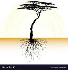 Acacia Tree With A Root Royalty Free Vector Image Ad Root Tree Acacia Royalty Ad Vector Trees Plant Vector Acacia Tree