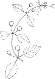 Image result for Hyptis