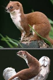 Weasel The Weasel Is A Highly Active Predator Found Throughout The United Kingdom And Often Confused With Its Close Rel Animals Wild Animals Beautiful Animals