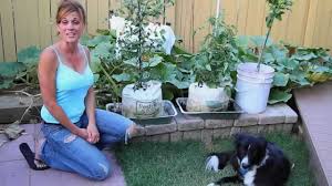 How to prune tomato plants. Ripe Tomatoes In The Grow Bags Youtube