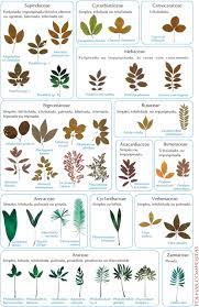 Plant Identification By Leaf Chart Plant Identification Tree Identification Plants