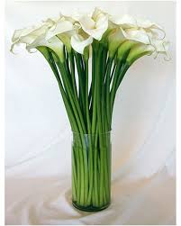 Why we should plant calla lilies. Calla Lilies In Los Angeles Ca Floral Design By Dave S Flowers