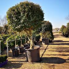 The work tree surgeons do often overlaps with general gardening work and. Are You Sitting On A Garden Goldmine Tendercare