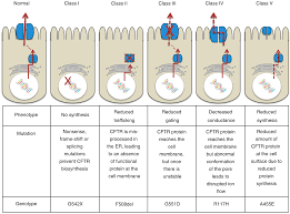 Mrna, messenger approved for the treatment of cystinosis,107 cysteamine is a proteostasis regulator that restores autophagy, which is defective in cf.108,109 this. Ijms Free Full Text The Mechanistic Links Between Insulin And Cystic Fibrosis Transmembrane Conductance Regulator Cftr Cl Channel Html