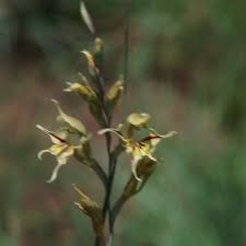 Image result for Gladiolus permeabilis