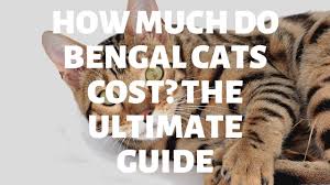 This cat breed grooms themselves less frequently than most cat breeds. Authentic Bengal Cats Everything You Need To Know About Bengal Cats