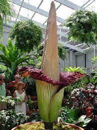 Pin On Orchid Plants