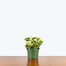 Image result for Olax obtusifolia