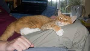 Kedi Seven Insanlari Bir Turlu Anlayamayanlara Kedilerin Neden Sevildigini Anlatan 24 Madde Listelist Com