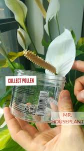 Ok, so bottom left of that pic is my little peace lily. Mr Houseplant How To Pollinate A Peace Lily Facebook