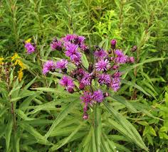 Image result for Vernonia hochstetteri