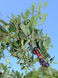 Image result for Rhoicissus digitata