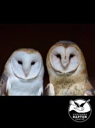 Meet our newest patient here at the Alaska Raptor Center, a Northern Pygmy  Owl named King Owlbert by his rescuers. Owlbert arrived with a drooping  wing, making flight difficult. We've given him