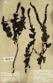 Image result for Veronica abyssinica