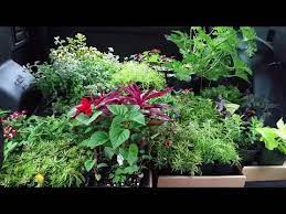 Are you looking for fresh flowers? Martins Greenhouse Roanoke Va Today Youtube