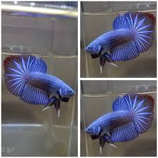 Teriffic Live Male Halfmoon Plakat Tail Blue Betta Fish Credit To Kembang Betta New On Instagram As The Owner Of This Pho Betta Fish Types Betta Fish Fish
