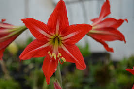 Image result for Amaryllidaceae