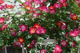 「カクテル 薔薇」の画像検索結果