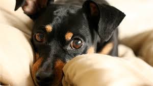 It is a medical emergency that can cause serious complications. Paraphimosis In Dogs Causes Symptoms Treatment Dog Breeds Most Popular Dog Breeds Popular Dog Breeds
