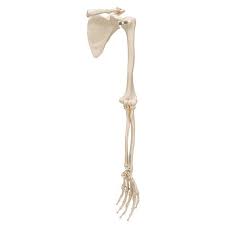 Arm bones from the quiz author in anatomy, an arm is one of the upper limbs of an animal. Human Arm Skeleton Model With Scapula Clavicle 3b Smart Anatomy 1019377 3b Scientific A46 Hand And Arm Skeleton Models Human Bone Model Extremities Arm