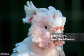 92 Major Mitchells Cockatoo Stock Photos, High-Res Pictures, and Images