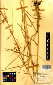 Image result for Hyparrhenia subplumosa