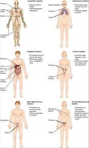 Body parts diagram poster vector. The Human Organ Systems Human Anatomy And Physiology Lab Bsb 141