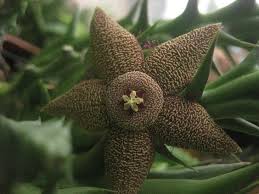 Image result for Orbea tapscottii