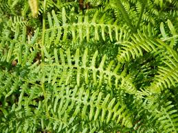 Image result for Pteridium