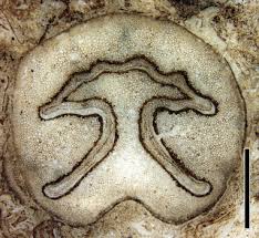 Image result for Hymenophyllum triangulare