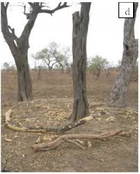 Image result for Lannea humilis