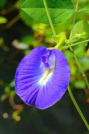 Image result for Clitoria ternatea