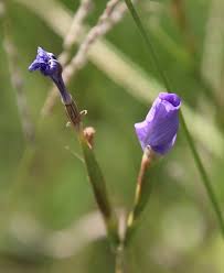 Image result for Moraea elliotii