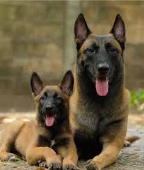 46 tokyo revengers hd wallpapers and background images. Pin Oleh Bento X Bensu Indonesia Di The Golden Family Anjing Anak Anjing Anak