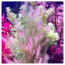 Image result for Mayaca