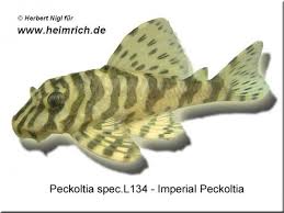 The l134a1 is a 40 mm automatic grenade launcher used exclusively by the british army in arma 2. L134 Peckoltia Spec Tapajos Zebra Imperial Peckoltia Welse Fische Zierfische Aquaristik Studio Heimrich