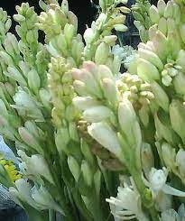 11 Manfaat Bunga Sedap Malam Untuk Kesehatan