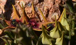 Image result for Orbea lugardii