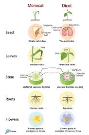Monocot Vs Dicot In 2020 Plants Microscope Activity Homeschool Science