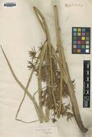 Image result for Cyperus aterrimus