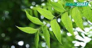 We did not find results for: Pokok Semambu