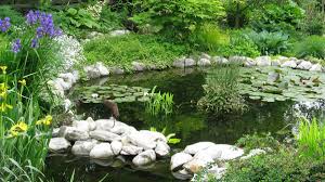 Image result for garden pond ideas