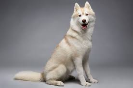 Husky price tags go from a few hundred dollars into the thousands. White Husky Appearance Care Guide All Things Dogs All Things Dogs