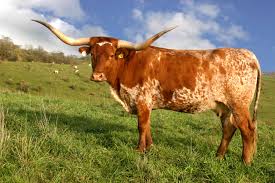 Texas Longhorn Cattle Photos Longhorn Cattle Longhorn Cow Cattle
