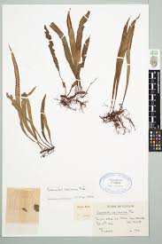 Image result for Grammitis