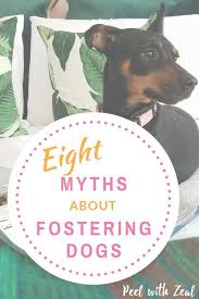 Eight Myths About Fostering Dogs In 2020 Foster Dog Foster Dog Mom Foster Animals
