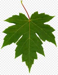 Check spelling or type a new query. Autumn Leaves Drawing Png Download 896 1154 Free Transparent Maple Leaf Png Download Cleanpng Kisspng