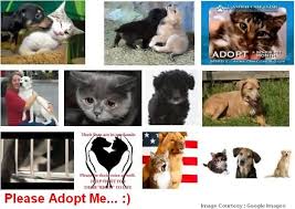 Adopting Pets Yearly Fair For Dog Puppies Kittens Adoption In Mumbai Place a free ad and find what you are looking for today!